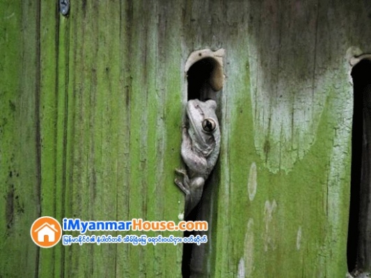 အိမ္ေဟာင္းဝယ္မိလို႕လား ၊ ပေဟဠိဆန္တဲ့ ဖားေၾကာင့္လား - Property Knowledge in Myanmar from iMyanmarHouse.com