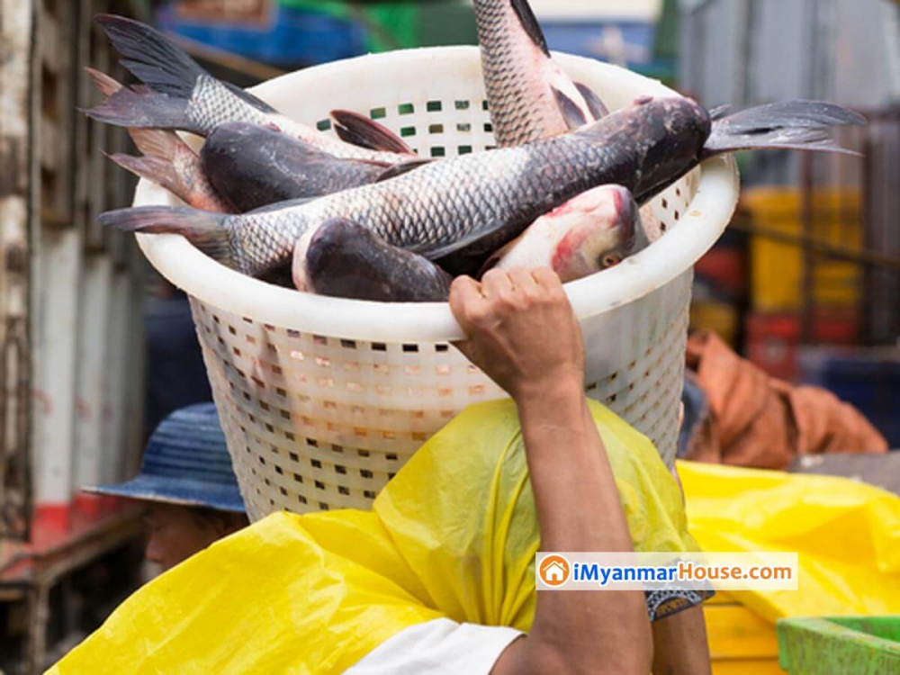 Kyimyindine Central Fish Bazaar To Relocate - Property News in Myanmar from iMyanmarHouse.com