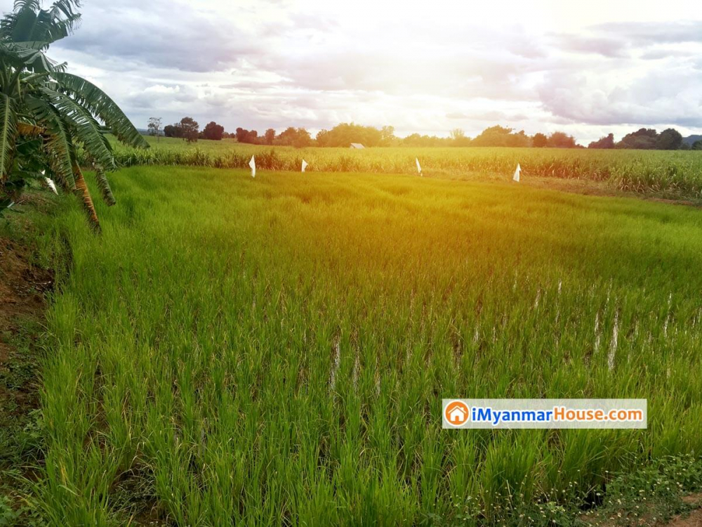 လယ္ယာေျမကို အရပ္စာခ်ဳပ္ျဖင့္ ၀ယ္ယူထားသူမ်ားသည္ တရား၀င္ပါသလား? - Property Knowledge in Myanmar from iMyanmarHouse.com
