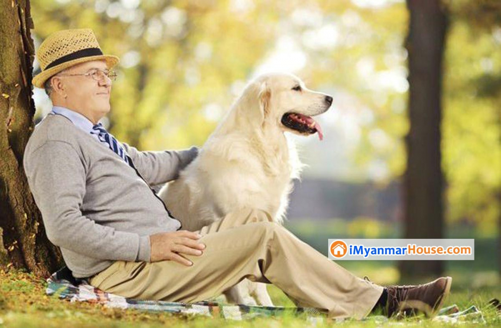 Top 10 Benefits Of Having A Pet At Home - Property Knowledge in Myanmar from iMyanmarHouse.com