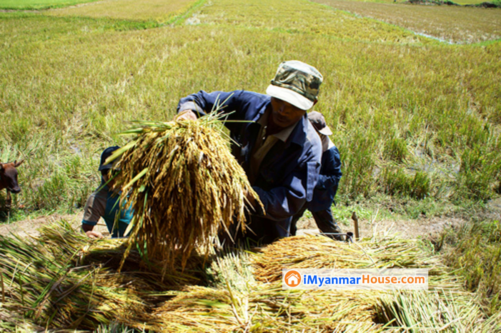 စိုက်ပျိုးစရိတ်ချေးငွေများကို မေ (၁) ရက်မှစတင်ပြီး ၅ ရာခိုင်နှုန်းသို့ လျော့ချ - Property News in Myanmar from iMyanmarHouse.com