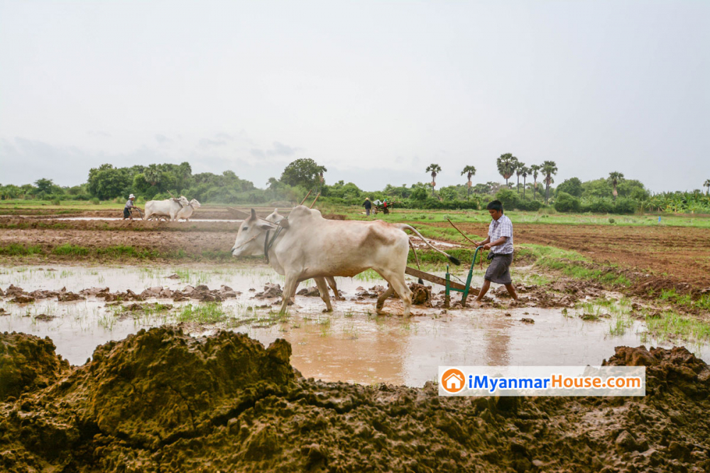 အလုပ်အကိုင်ဖန်တီးရန် မြေဧက (၄) သိန်းကို လယ်ယာစိုက်ပျိုးရေးဖော်ဆောင်ရန် အစိုးရစီစဉ် - Property News in Myanmar from iMyanmarHouse.com