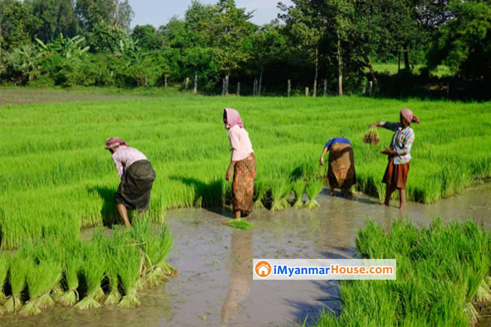 COVID-19 အလွန် စားနပ်ရိက္ခာနှင့် စိုက်ပျိုးရေးအတွက် ကမ္ဘာဘဏ်မှ ချေးငွေ ဒေါ်လာ သန်း ၂၀၀ ချေးရန် အစိုးရက လွှတ်တော်တင် - Property News in Myanmar from iMyanmarHouse.com