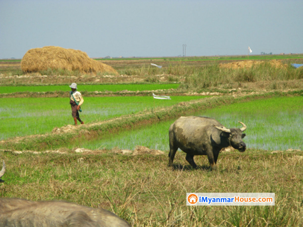 လယ်ယာမြေပေါ်မှာ အကွက်ရိုက်ရောင်းချနေတာတွေကို အရေးယူမယ် - Property News in Myanmar from iMyanmarHouse.com