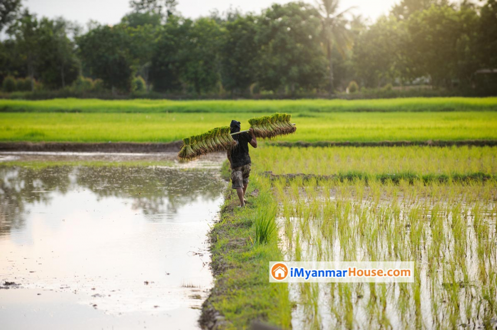 ကိုဗစ် ဒုတိယအသုတ်ချေးငွေ စိုက်ပျိုးမွေးမြူရေးလုပ်ငန်းတွေကို ဦးစားပေးမယ် - Property News in Myanmar from iMyanmarHouse.com
