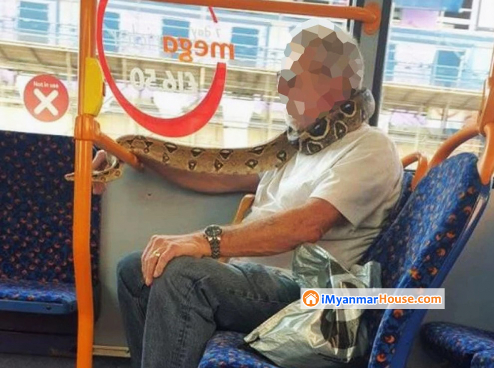 Man uses snake as a face mask on bus through Manchester - Property News in Myanmar from iMyanmarHouse.com