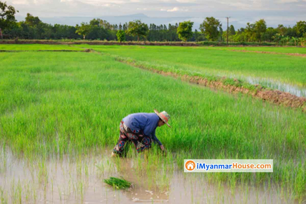 လယ်ယာမြေများကို မှတ်ပုံတင် “ရောင်း/ဝယ် ” ပြီး “အမည်ပြောင်း”လို့ ရပြီ - Property Knowledge in Myanmar from iMyanmarHouse.com