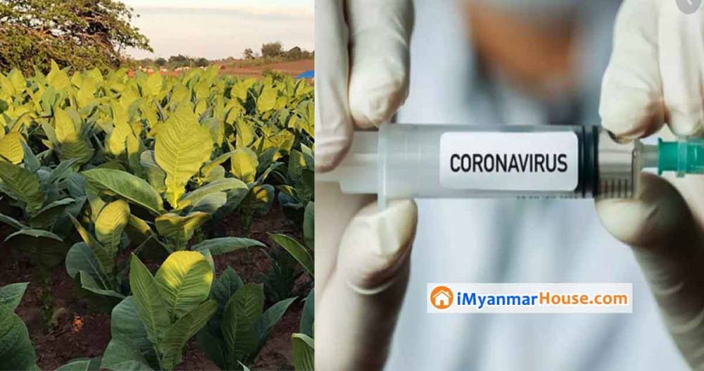 ဆေးရွက်ကြီးဖြင့် ထုတ်လုပ်နေသော Covid-19 ကာကွယ်ဆေးများ - Property News in Myanmar from iMyanmarHouse.com
