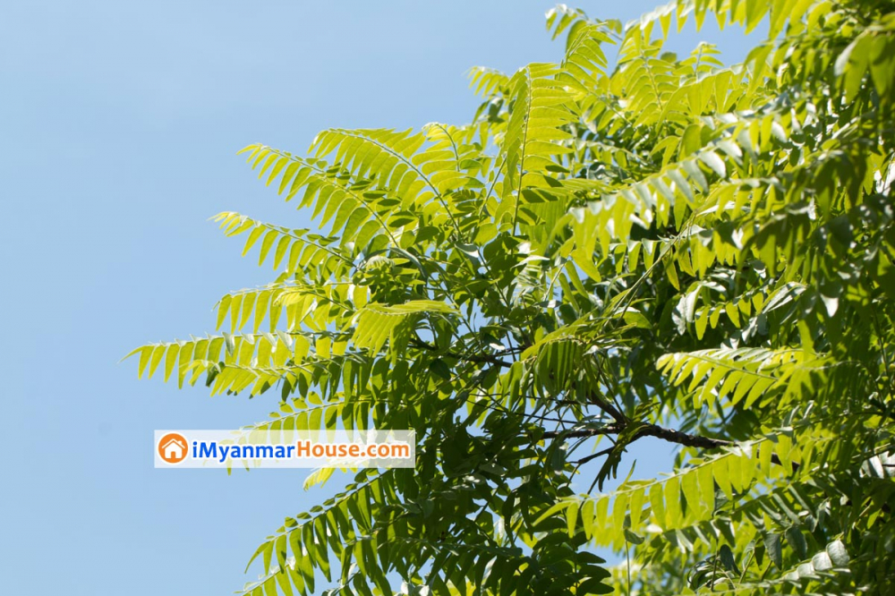 ဆေးဖက်ဝင်တဲ့ ပျဉ်းတော်သိမ် - Property Knowledge in Myanmar from iMyanmarHouse.com