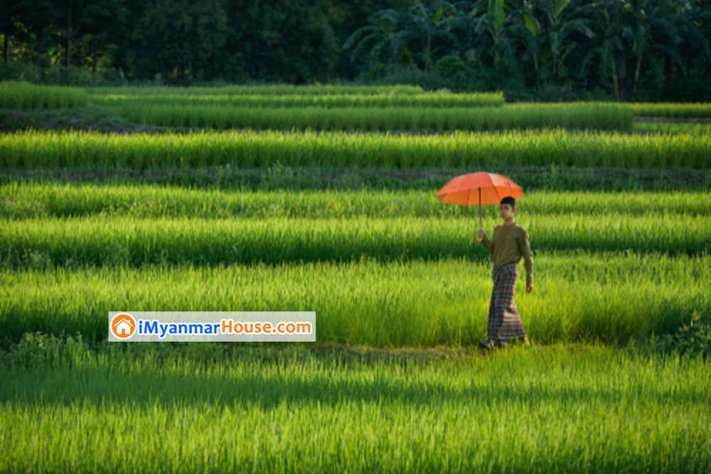 လယ်ယာမြေလုပ်ပိုင်ခွင့်လက်မှတ် ပုံစံ(၇) မရသေးသည့် မြေကို မိမိအမည်ဖြင့် ပုံစံ(၇)လျှောက်ထားခြင်း - Property Knowledge in Myanmar from iMyanmarHouse.com