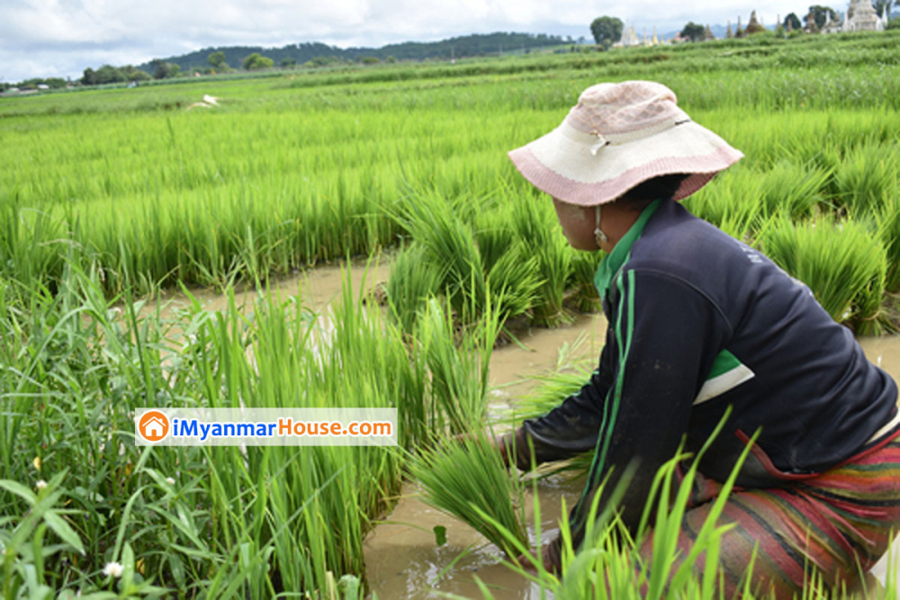 လယ်ယာမြေကို ခွင့်ပြုချက်မရမီ အခြားနည်းသုံးစွဲပါက အရေးယူခြင်းခံရမည် - Property News in Myanmar from iMyanmarHouse.com