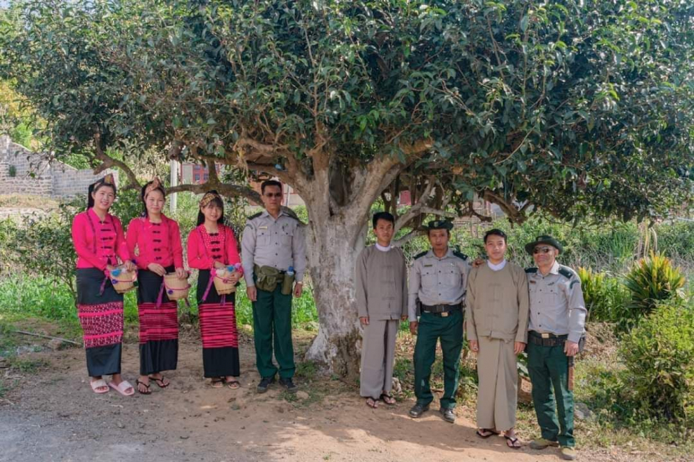 အကြီးဆုံးလက်ဖက်ပင်နှင့် ဒုတိယ အကြီးဆုံးလက်ဖက်ပင်တို့အား ရွာငံမြို့နယ် သစ်တောဦးစီးဌာန မြို့နယ်ဦးစီးဌာနမှ မှတ်တမ်းတင်ထား - Property News in Myanmar from iMyanmarHouse.com