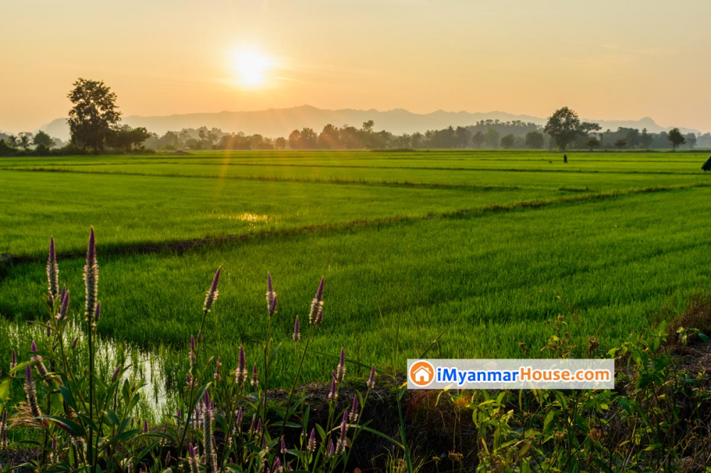 လယ်ယာမြေအခြားနည်း အသုံးပြုရန်အတွက် လျှောက်ထားမှုနှင့်စပ်လျဉ်း၍ ဆောင်ရွက်ရမည့် လုပ်ငန်းစဉ်များ - Property Knowledge in Myanmar from iMyanmarHouse.com