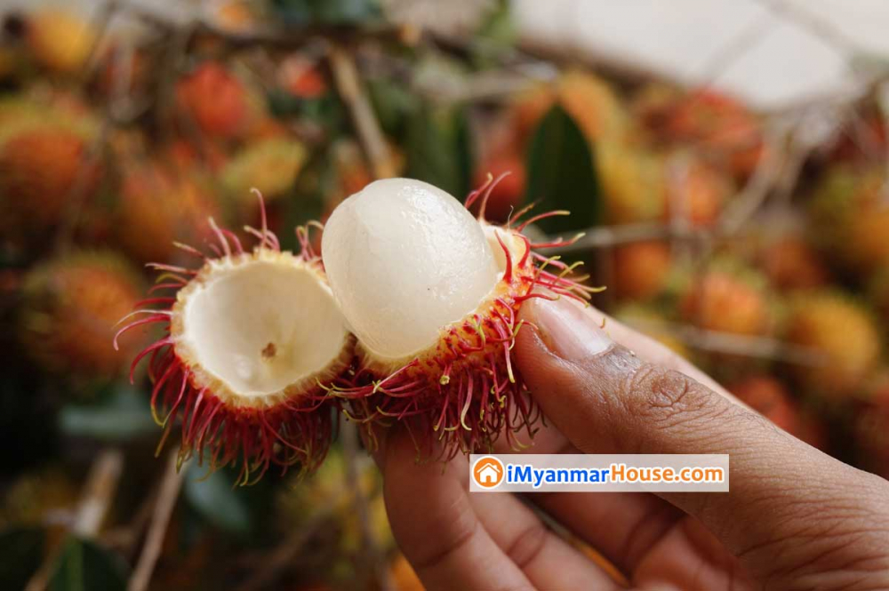 ကြက်မောက်သီး ကြိုက်သူတွေအတွက် သတင်းကောင်း - Property Knowledge in Myanmar from iMyanmarHouse.com