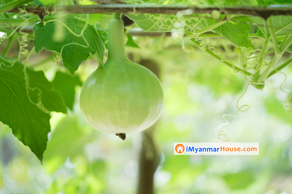 ဘေဘီလေးတွေ ဘူးသီး စားလို့ရလား..... - Property Knowledge in Myanmar from iMyanmarHouse.com