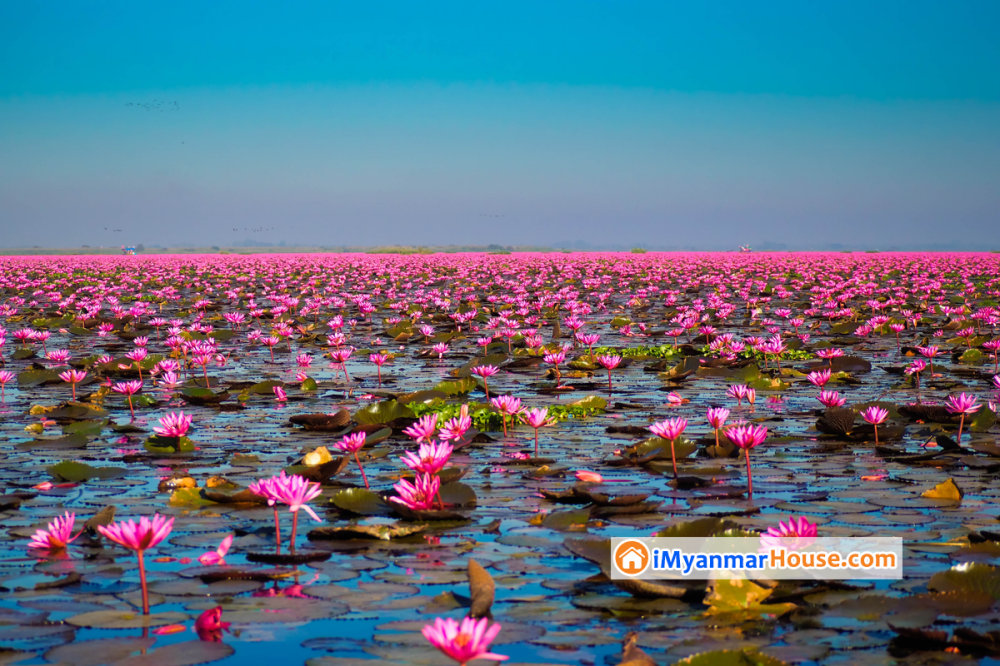 VISITING THE RED LOTUS LAKE, UDON THANI - Property News in Myanmar from iMyanmarHouse.com