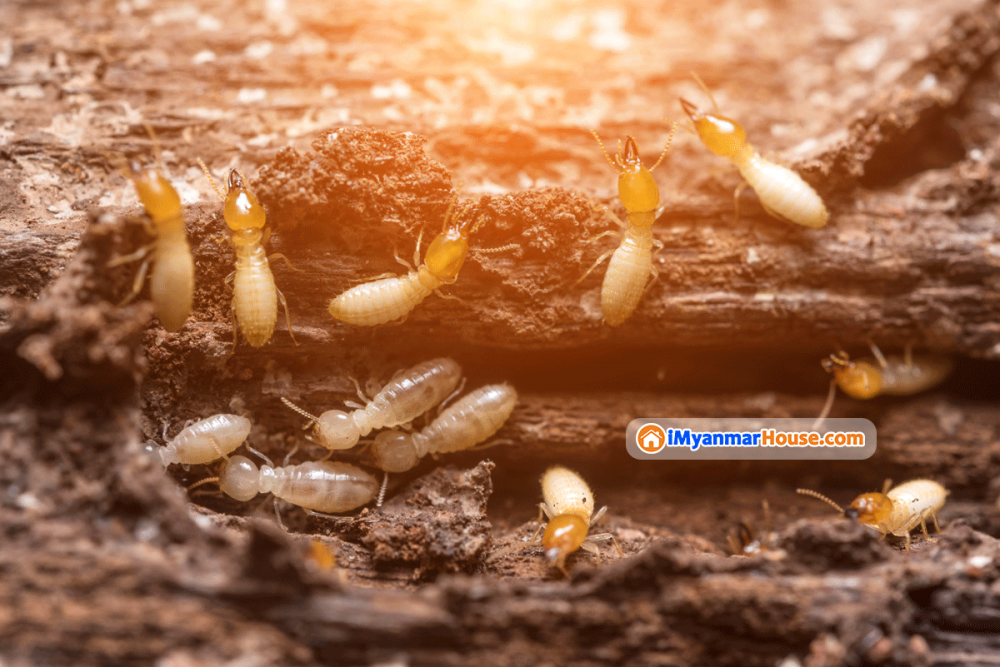 HOW TO GET RID OF TERMITES (2022 GUIDE) - Property Knowledge in Myanmar from iMyanmarHouse.com