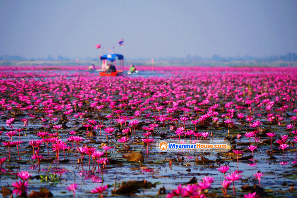 ၂၀၂၂ အတွင်း ထိုင်းနိုင်ငံအရှေ့မြောက်ပိုင်းက ပန်းရောင်နှင်းပန်း ကန်ကြီးသို့ ကမ္ဘာလှည့်ခရီးသည် သိန်းချီကာ လာရောက်လည်ပတ်ခဲ့ - Property News in Myanmar from iMyanmarHouse.com