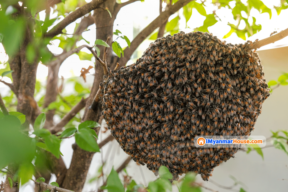 မိမိနေအိမ်မှာ ပျားအုံစွဲခဲ့လျှင် အတိတ်နိမိတ် ကောင်းသလား? မကောင်းဘူးလား? - Property Knowledge in Myanmar from iMyanmarHouse.com
