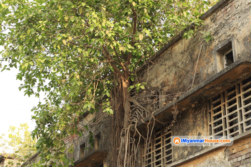 အဆောက်အအုံများပေါ်တွင်ပေါက်သော ညောင်ပင်များကို သဘာဝနည်းဖြင့်သတ်နိုင်သော နည်းလမ်း (၅) မျိုး - Property Knowledge in Myanmar from iMyanmarHouse.com