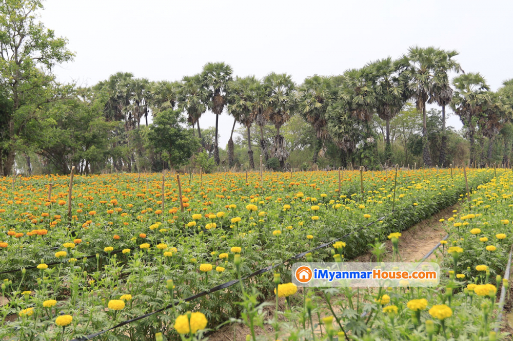 ဥယျာဉ်ခြံမြေ ဝယ်သည့်အခါ လယ်/စီ ရုံးကို အရင်သွားလိုက်ပါ။ - Property Knowledge in Myanmar from iMyanmarHouse.com