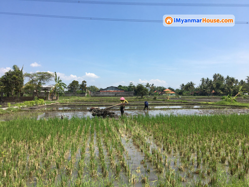 လယ်မြေကိုလုပ်ပိုင်ခွင့်လျှောက်ထားခြင်း၊လယ်ယာမြေ လုပ်ကိုင်ခြင်း၏ အခွင့်အရေးနှင့် လိုက်နာရမည့်စည်းကမ်းချက်များ - Property Knowledge in Myanmar from iMyanmarHouse.com
