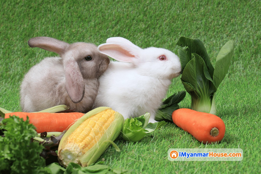 Sweet Bunny Garden လေး ဖန်တီးရအောင် - Property Knowledge in Myanmar from iMyanmarHouse.com