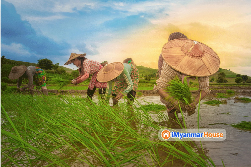 လယ်ယာမြေလုပ်ပိုင်ခွင့်နှင့် စပ်လျဉ်း၍ အငြင်းပွှားမှုပေါ်ပေါက်သည့်အခါ ဖြေရှင်းဆောင်ရွက်ပုံ - Property Knowledge in Myanmar from iMyanmarHouse.com