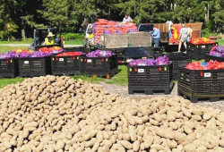 A Canadian Farmer Had Millions of Surplus Potatoes and Worked Overtime to Give Them All Away