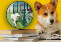 Busy China pet owners fork out hard-earned cash on ‘kindergarten’ courses for animals