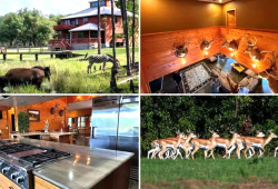 Wild $7.9 Million Florida Ranch Comes Complete With Array of Exotic Animals—From Zebras to Bison